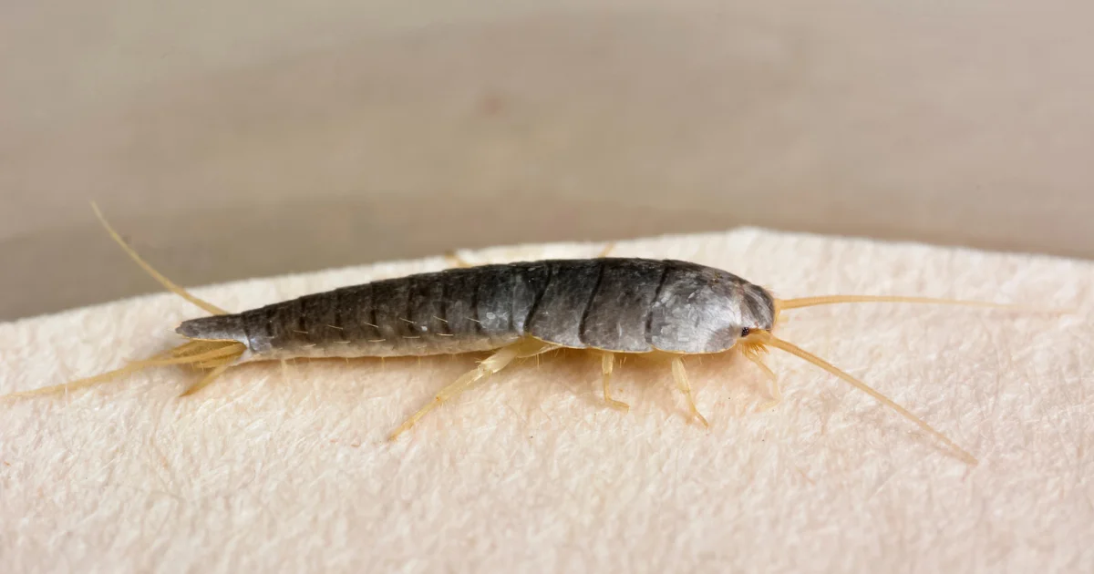 Silverfish identification guide for Texas homeowners